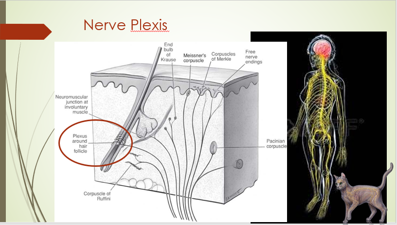 1- nervous system cat pic